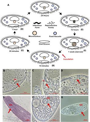 Among-Strain Variation in Resistance of Paramecium caudatum to the Endonuclear Parasite Holospora undulata: Geographic and Lineage-Specific Patterns